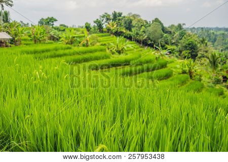 Beautiful Jatiluwih Rice Terraces Against The Background Of Famous Volcanoes In Bali, Indonesia