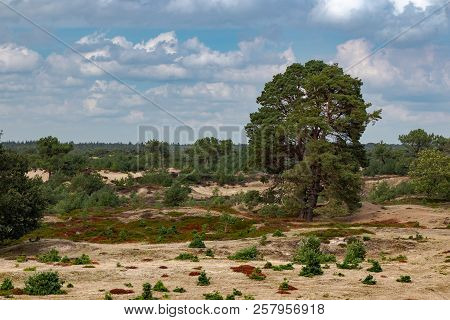 Elevated View Of Colorful Sand Drift Moorland, Heather Field With A Large Pine Tree, Aekingerzand, A