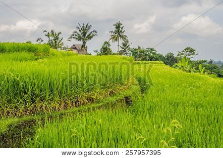 Beautiful Jatiluwih Rice Terraces Against The Background Of Famous Volcanoes In Bali, Indonesia
