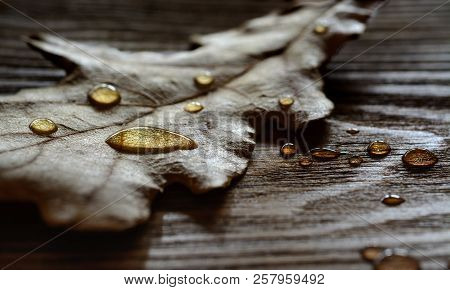 Drops After Rain On Dry Oak Feaf On Old Dark Wooden Textured Board. Beautiful Sad Autumn Background.