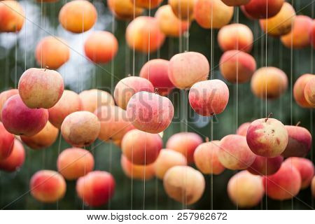 Apple decoartion outdoors