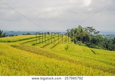 Beautiful Jatiluwih Rice Terraces Against The Background Of Famous Volcanoes In Bali, Indonesia