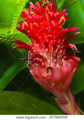 Hdr Photo Image Of A Billbergia Pyramidalis Bromeliad