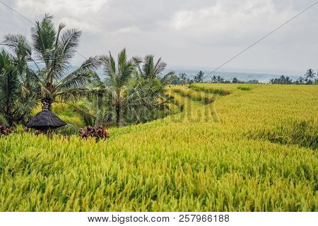 Beautiful Jatiluwih Rice Terraces Against The Background Of Famous Volcanoes In Bali, Indonesia