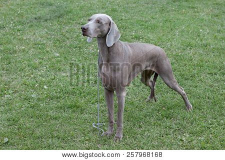 Cute Short-haired Weimaraner Vorstehhund Is Standing On A Green Meadow. Pet Animals.