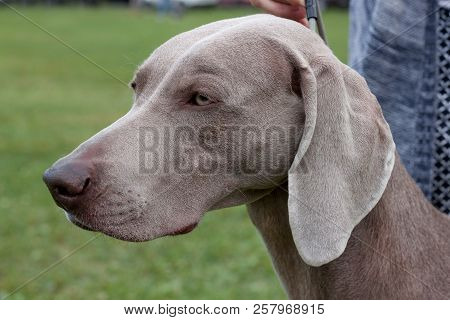 Cute Gray Weimaraner Vorstehhund Close Up. Pet Animals.
