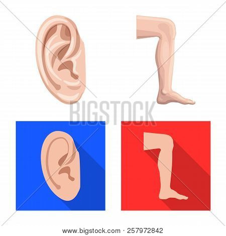 Isolated Object Of Human And Part Sign. Collection Of Human And Woman Stock Symbol For Web.