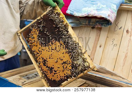 Beekeeper Checks Honey. Column Of Bees Working On A Frame. Frame With Natural Gold Honey.