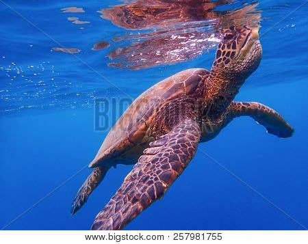 Sea Turtle At Surface Of Ocean Breathing With Throat Extended