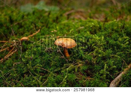Brown And Yellow Mushrrom On Green Moss In Forest