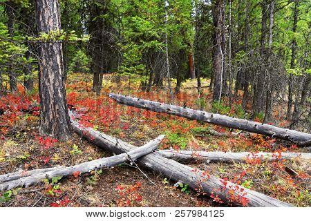 Autumn red leaves color the underbrush in a forest at Glacier National Park, Montana