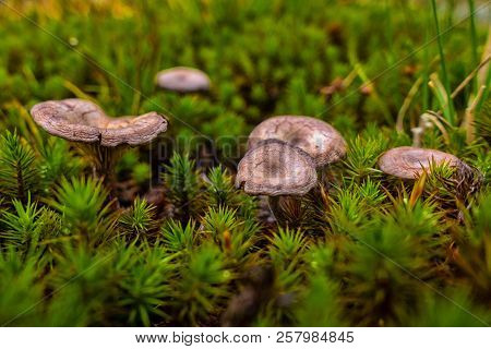 Brown And Yellow Mushrrom On Green Moss In Forest