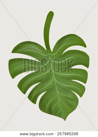Tropical split leaf philodendron illustration