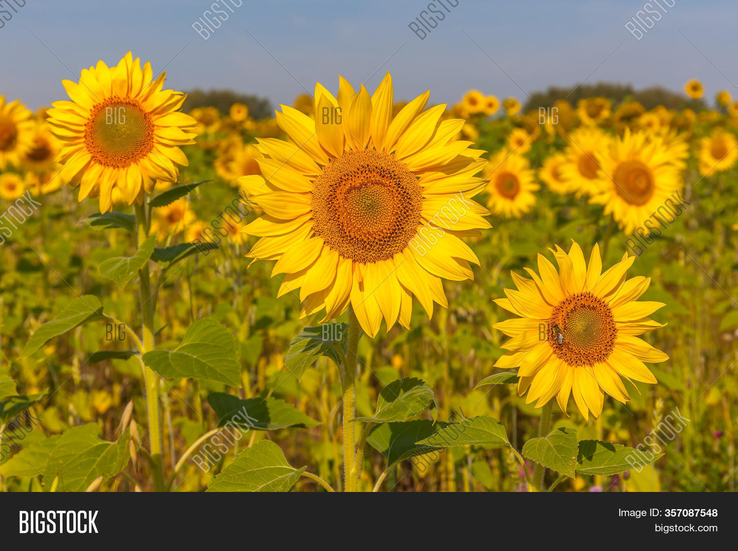 Sunflower Natural Image & Photo (Free Trial) Bigstock