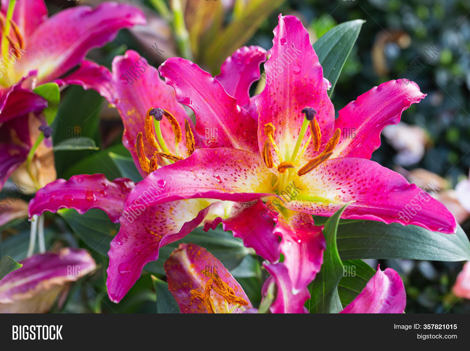 Colorful Lily Flower. Image & Photo (Free Trial) Bigstock