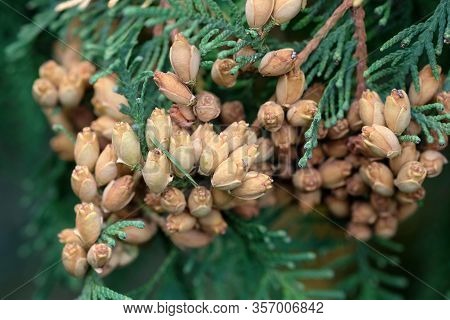 Brown Buds With Seeds On Branches Of Thuja Occidentalis Close Up. Northern White Cedar; Eastern Arbo