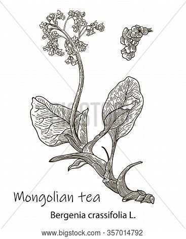 Badan. Bergenia Crassifolia. Hand Drawn Sketch Vector Illustration. Botanical Plant Illustration. Vi