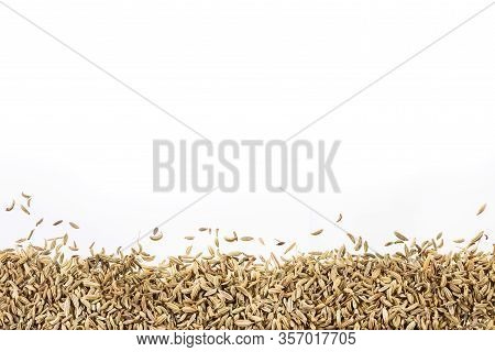 Dry Organic Fennel Seeds - Foeniculum Vulgare