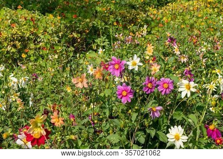 Garden Full Of Colorful Garden Dahlias Flowers In Lodi Gardens New Delhi India