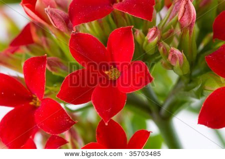 Aranjmani blossfeldiana / makro çekim