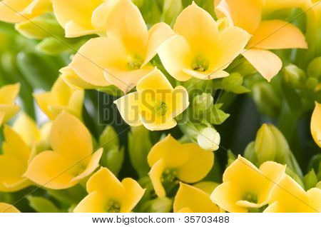 Aranjmani blossfeldiana / makro çekim