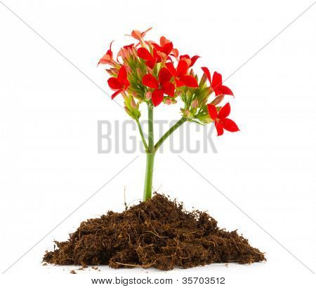 Aranjmani blossfeldiana / makro çekim