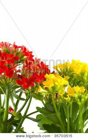 Aranjmani blossfeldiana / makro çekim