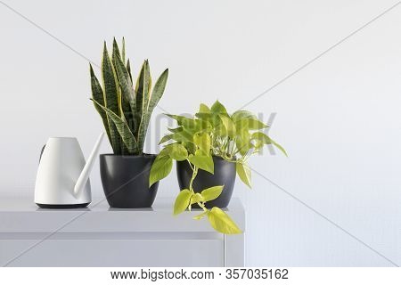 Minimalist Living Room Detail, House Plants And Watering Can, Plant Care, Scindapsus Aureum, Sansevi