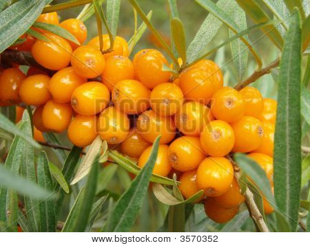 Olivello spinoso