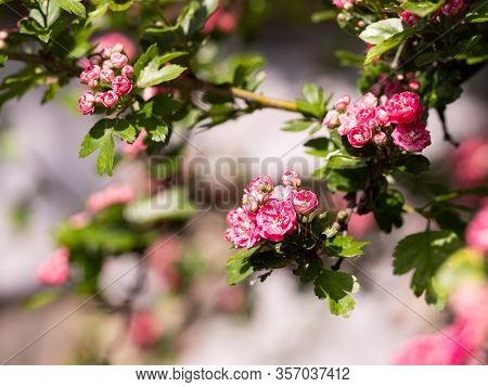 Crataegus Laevigata Tree (paul's Scarlet) Blooming In Spring