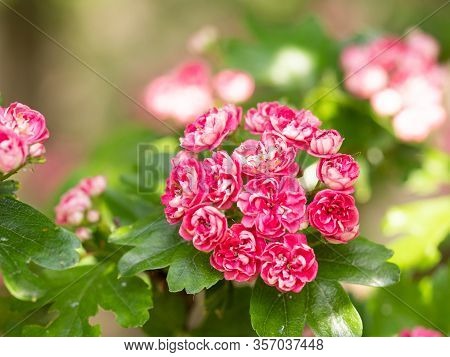 Crataegus Laevigata Tree (paul's Scarlet) Blooming In Spring Background