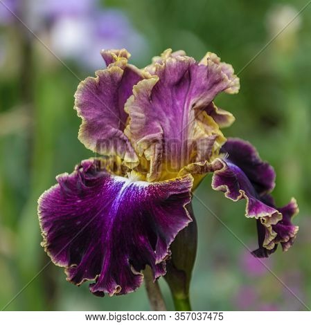 Iris Germanica. Closeup Of Flower Bearded Iris 