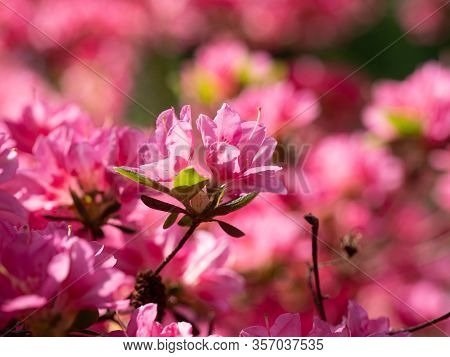 Pink Flowers Of Rhododendron Bush - Azalea,  Blooming In Spring Garden