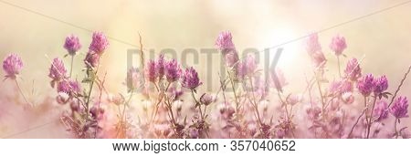 Red Clover, Flowering Red, Wild Red Flower In Meadow
