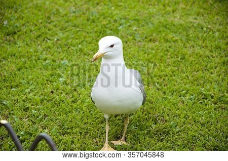 Gull Bird Was Put On Top Of Grass For Feeding. Seagull Portrait Against Green Grass. Gull Walk In It
