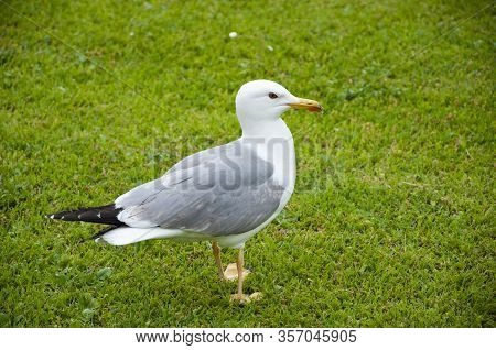 Close Up View Of White Bird Seagull On Green Grass. Gull Walk In Italy Park. Beautiful And Funny Sea