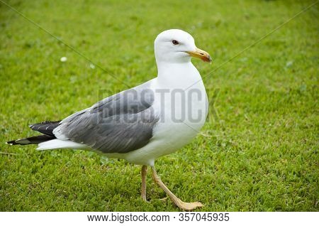 Gull Walk In Italy Park. Beautiful And Funny Seagull On Green Grass. Member Of The Gull Family. Sea 