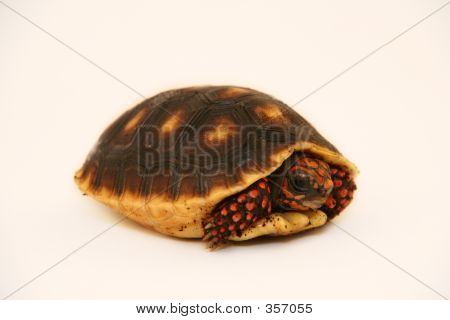 เต่ามาจาก Shell