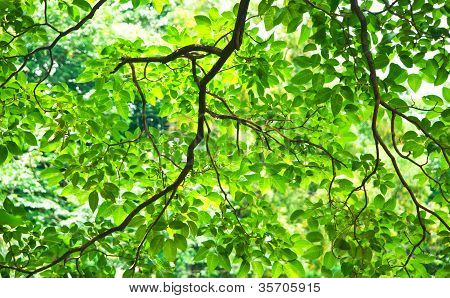 Fundo de folhas de verde de árvores com brilhante