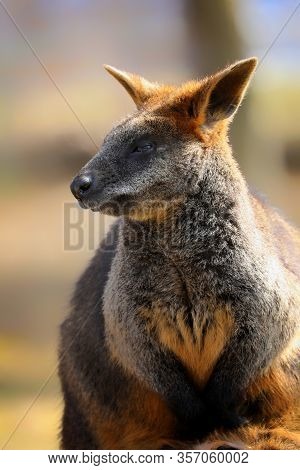 Portrait Swamp Wallaby In Nature. Kangaroo Is One Of The Smaller Kangaroos. This Wallaby Is Also Com