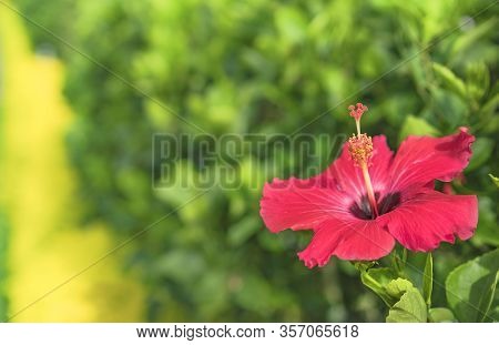 Red Hibiscus Blooming Flower On Hanta Road Near The North Nakagusuku Castle In Okinawa Island