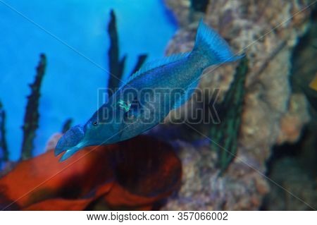 Green Birdmouth Wrase Fish (gomphosus Caeruleus) In Sea Water