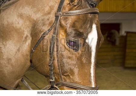 Head Of A Horse In A Bridle Assembly