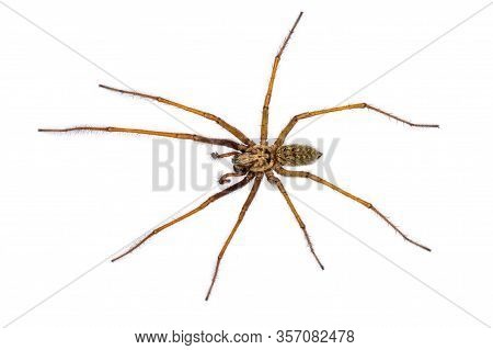 Giant House Spider (eratigena Atrica) Top Down View Of Arachnid With Long Hairy Legs Isolated On Whi
