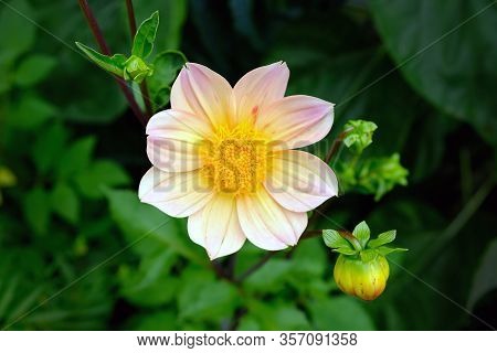 Gently Pink Dahlia Flower Top View. This Type Refers To Single Or Simple. They Have Simple, Non-doub