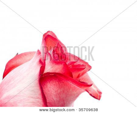 Close-up da rosa petails rosa
