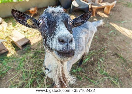 Cute Goat Relaxing In Ranch Farm In Summer Day. Domestic Goats Grazing In Pasture And Chewing, Count