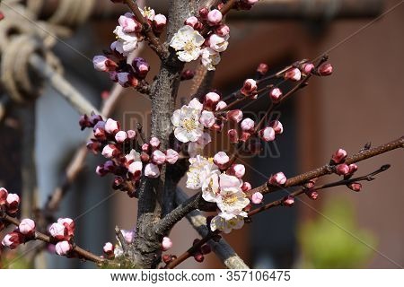 On The Thicker Vertical Branch, Apricot Blossoms