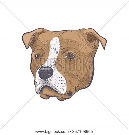 Amstaff Dog Head Hand Drawn Vector Sketch. American Staffordshire Terrier Isolated On White Backgrou