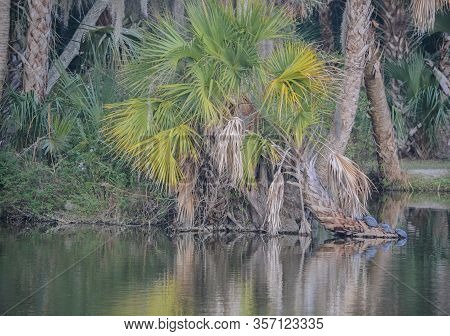 Reflection Of Shoreline At Kathryn Abbey Hanna Park, Duval County, Jacksonville, Florida.